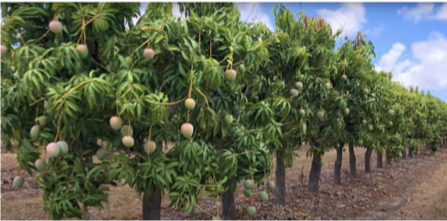 Mature mango orchard ready for harvest